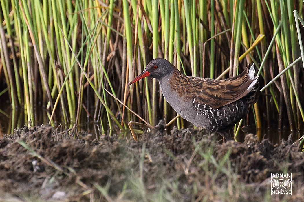 Water Rail